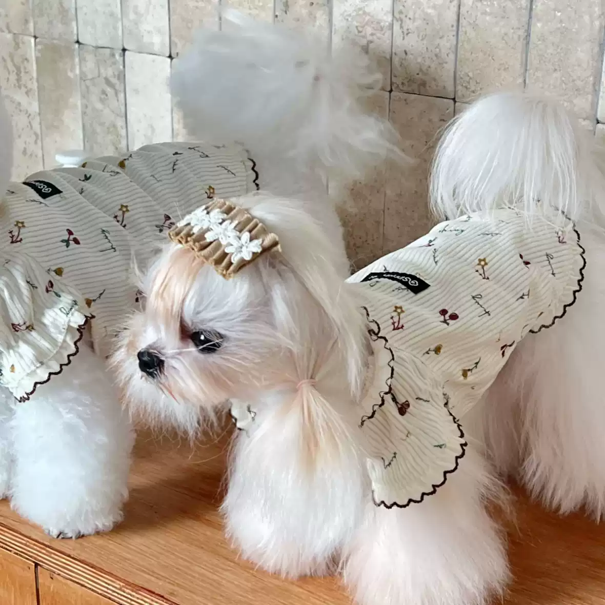 Dog T-Shirt