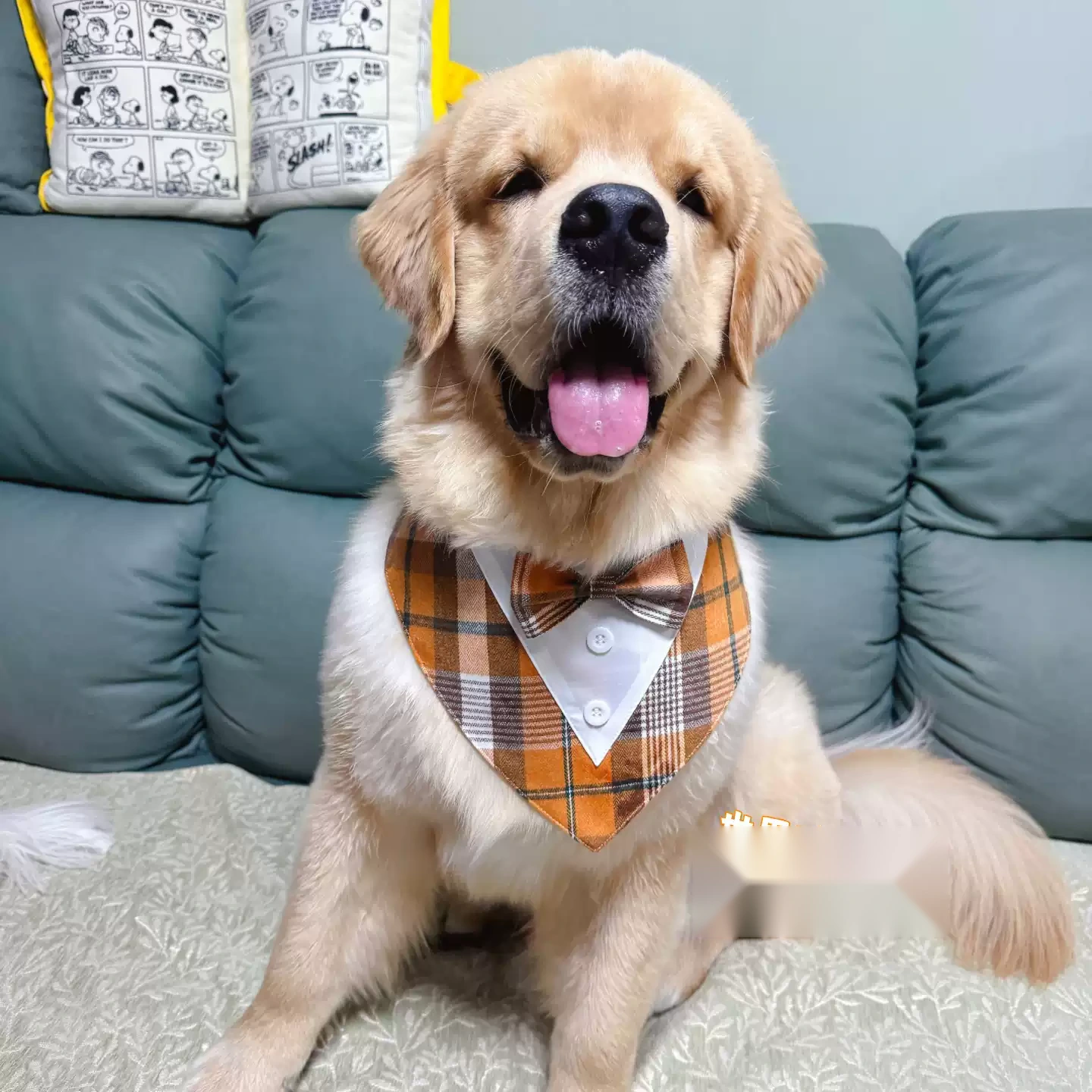 Dog Bandana