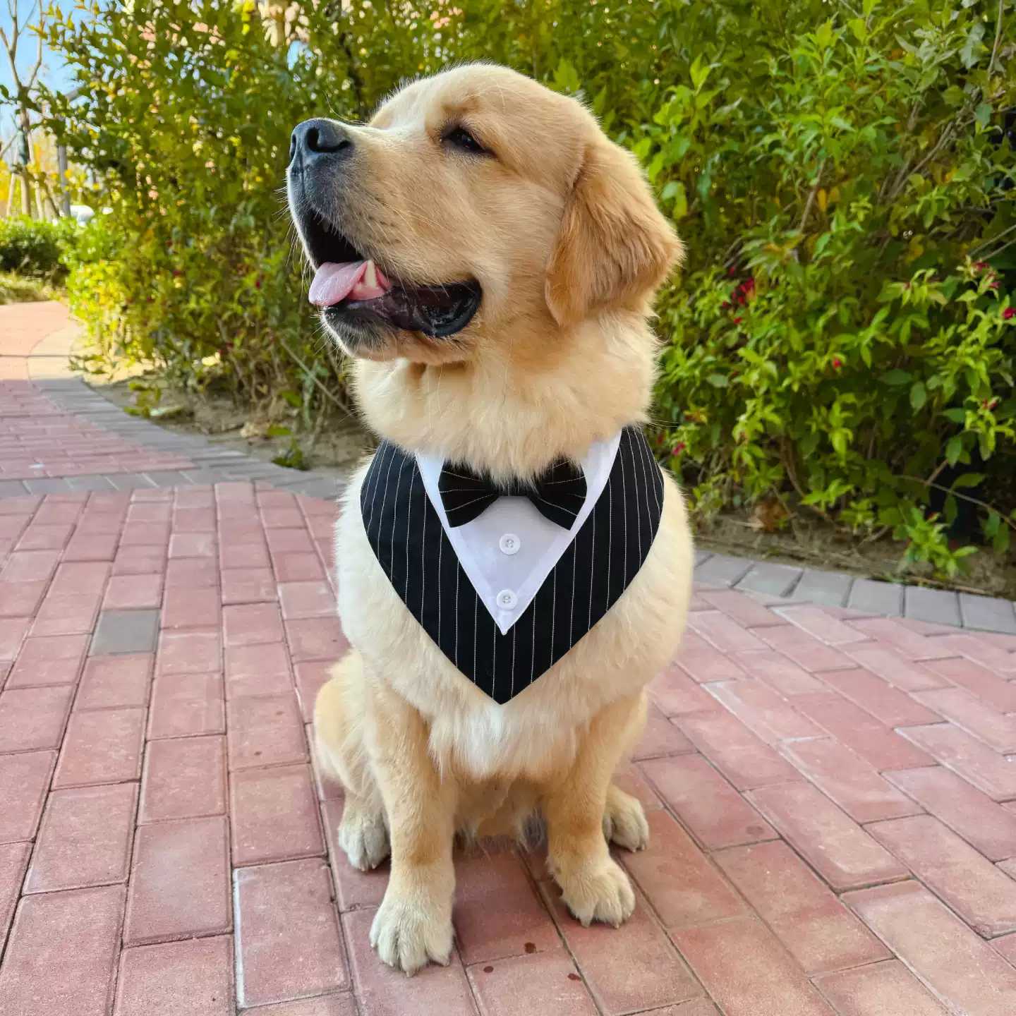 Dog Bandana
