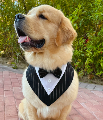 Dog Bandana
