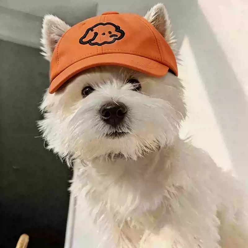 Dog Hat