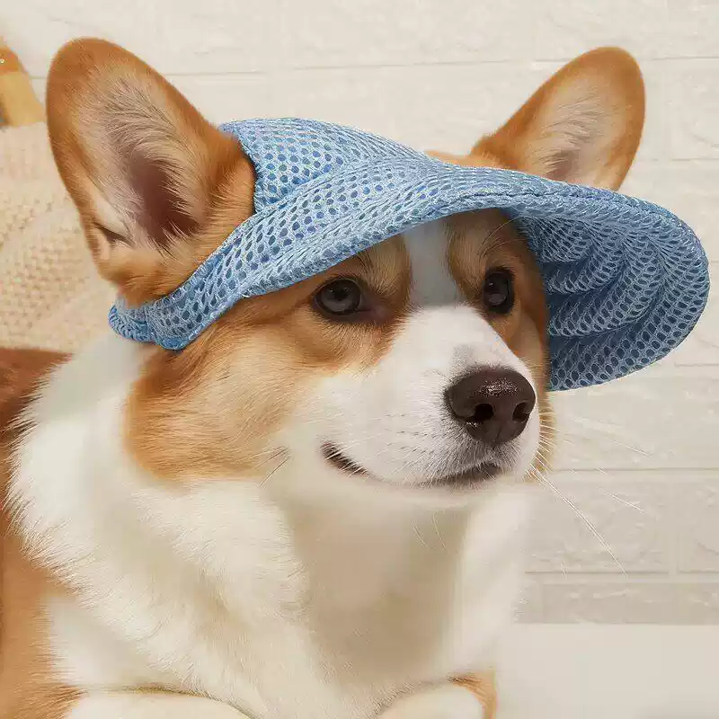 Dog Hat