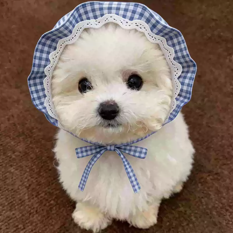 Dog Cap